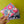 Load image into Gallery viewer, Porte-monnaie Fleurs (modèle unique) Les Fantaisies de Malou
